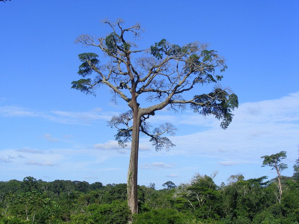 Le moabi, ou Baillonella toxisperma, est une espèce de plantes à fleurs de la famille des Sapotaceae. Il s'agit d'un grand arbre poussant dans les forêts tropicales humides d'Afrique. C'est l'unique espèce du genre Baillonella.